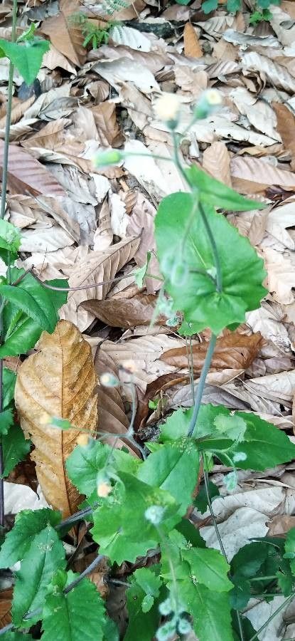 Emilia praetermissa flower