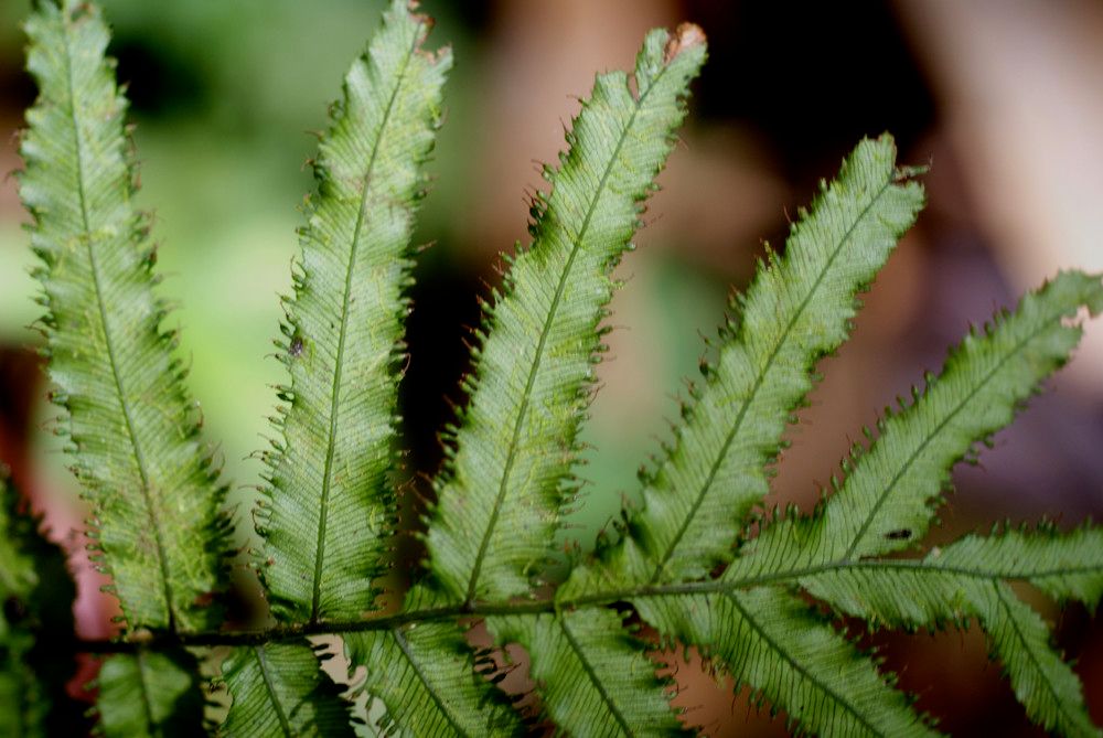 Crepidomanes inopinatum — related species from the same genus