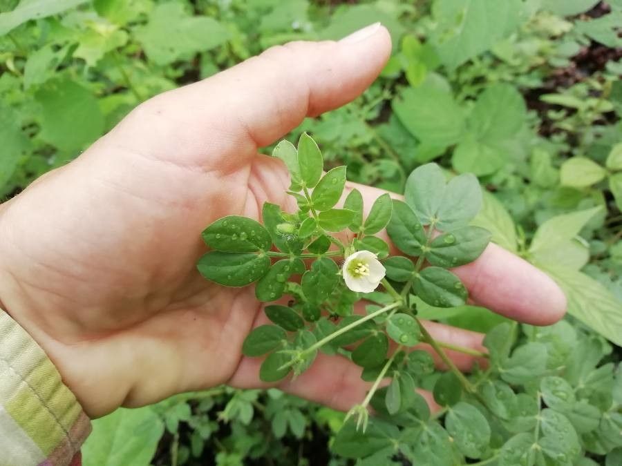 Kallstroemia pubescens flower