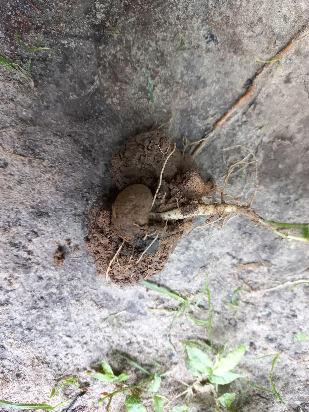 Ceropegia abyssinica bark
