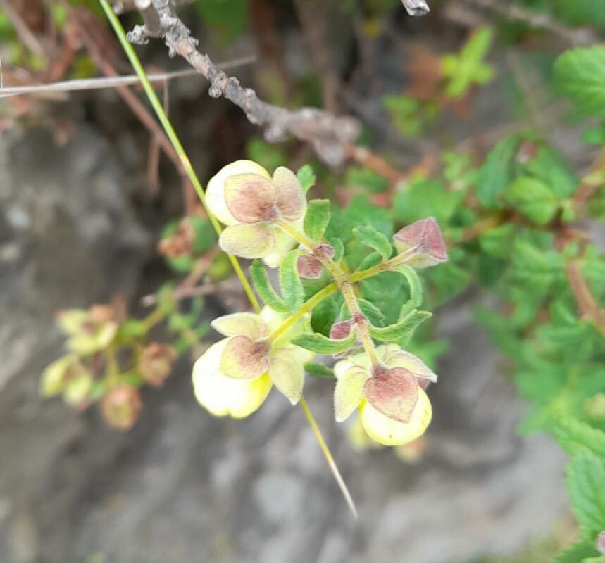 Calceolaria parvifolia flower