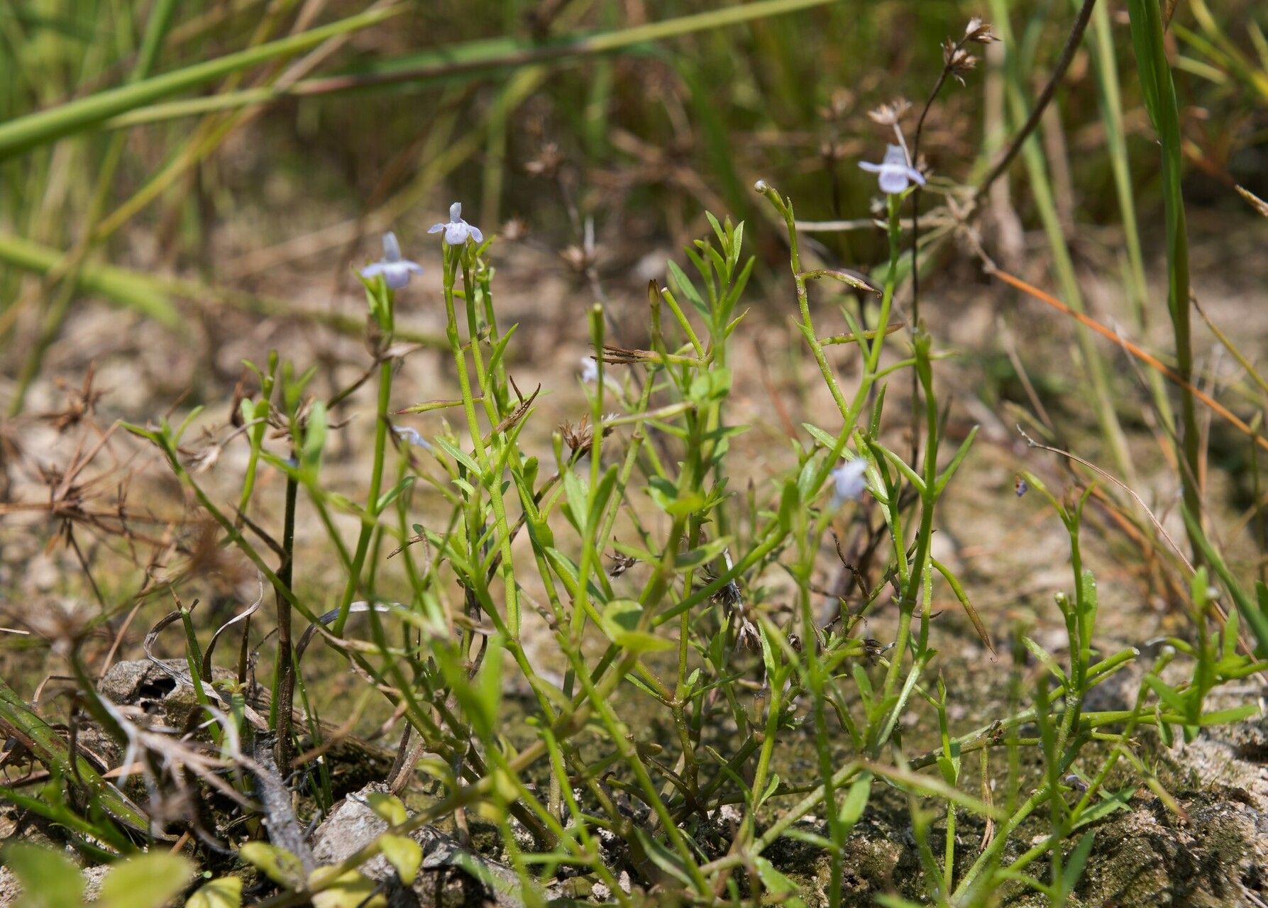 Bonnaya tenuifolia habit