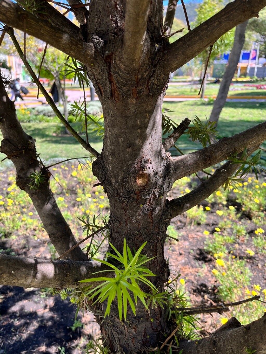 Podocarpus nubigenus bark