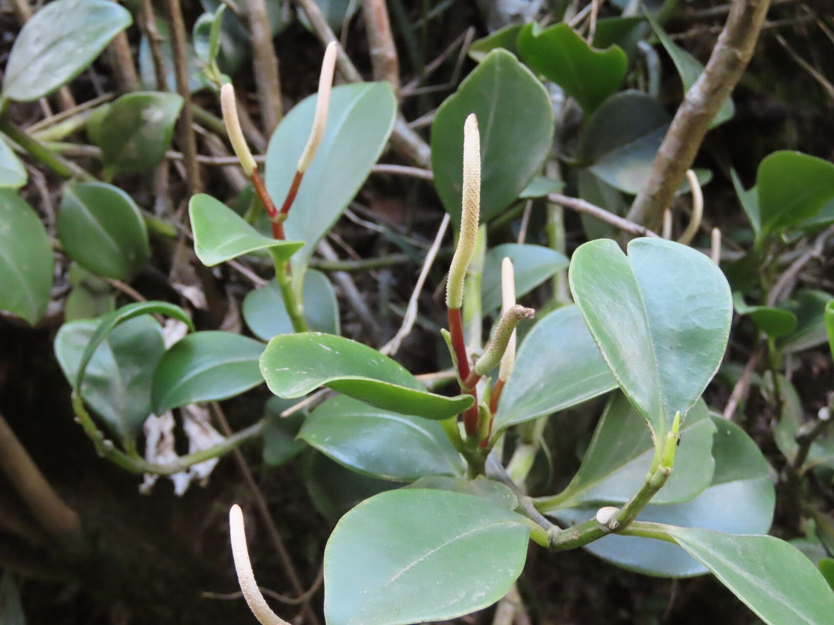 Peperomia pseudoalpina — houseplant care guide