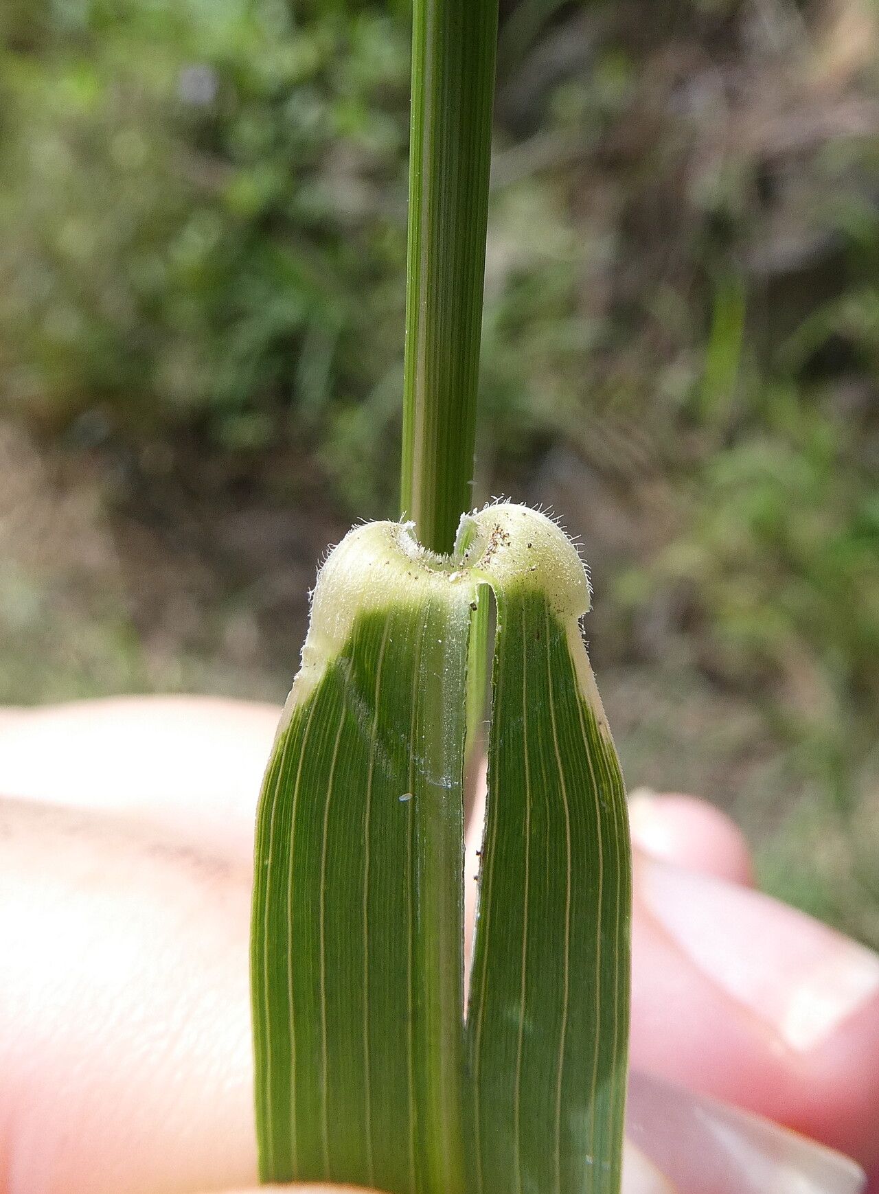 Leptochloa virgata — houseplant care guide