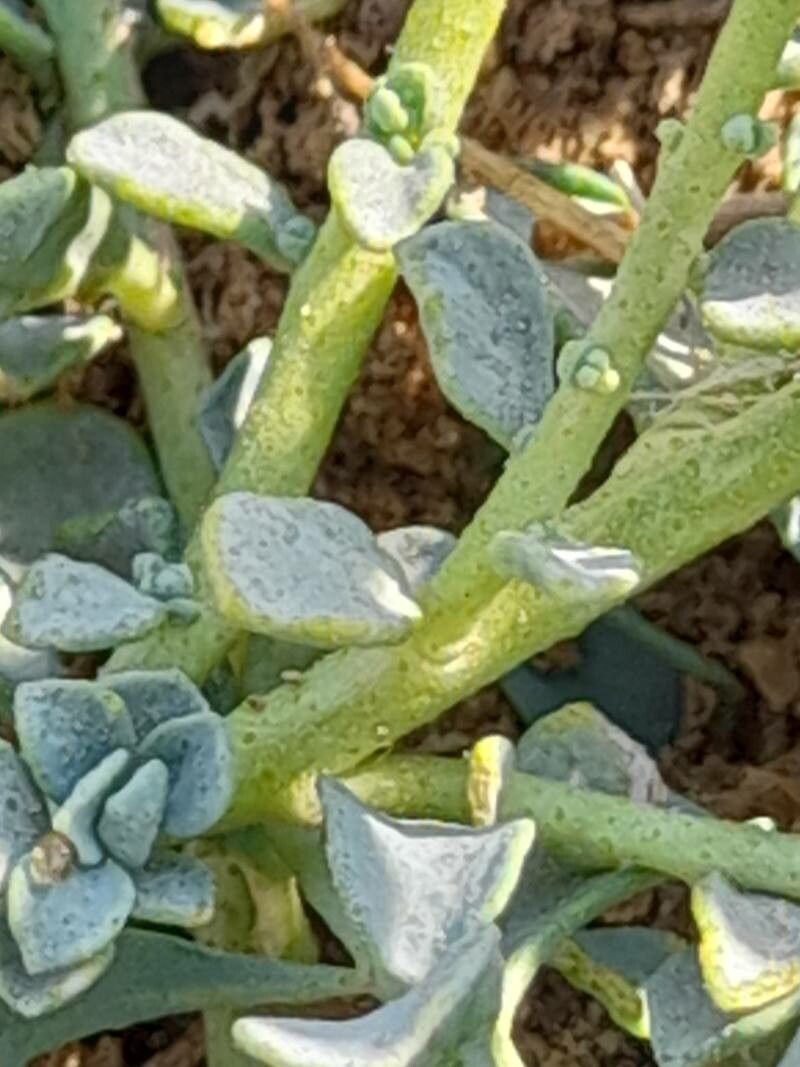 Haplophyllum tuberculatum bark