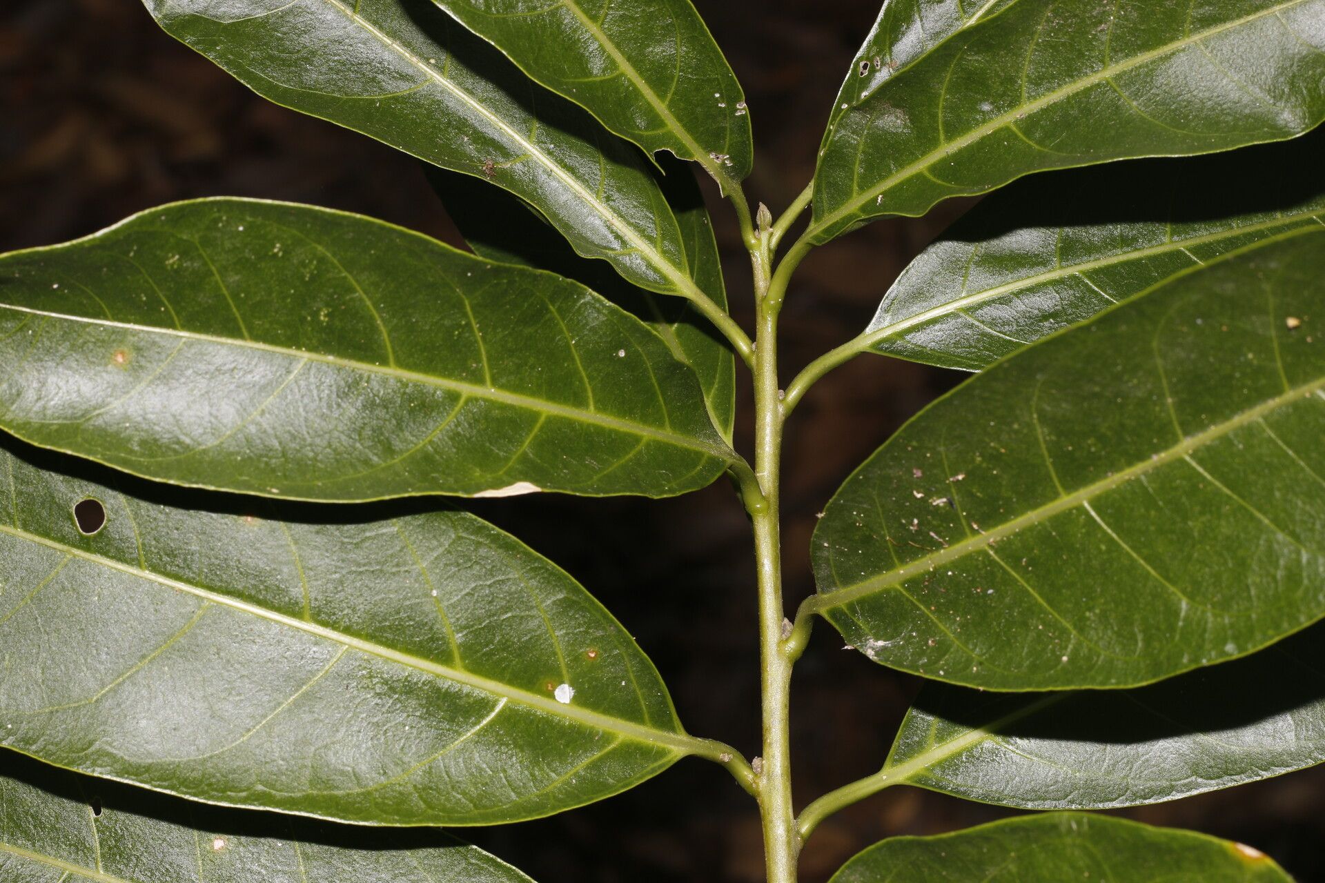 Cestrum glanduliferum — search result for 'Cestrum'