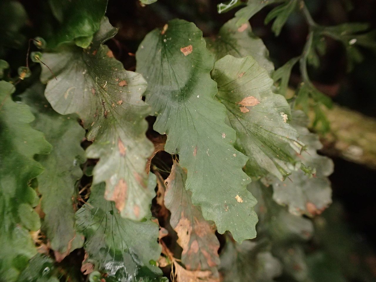 Didymoglossum cuspidatum leaf