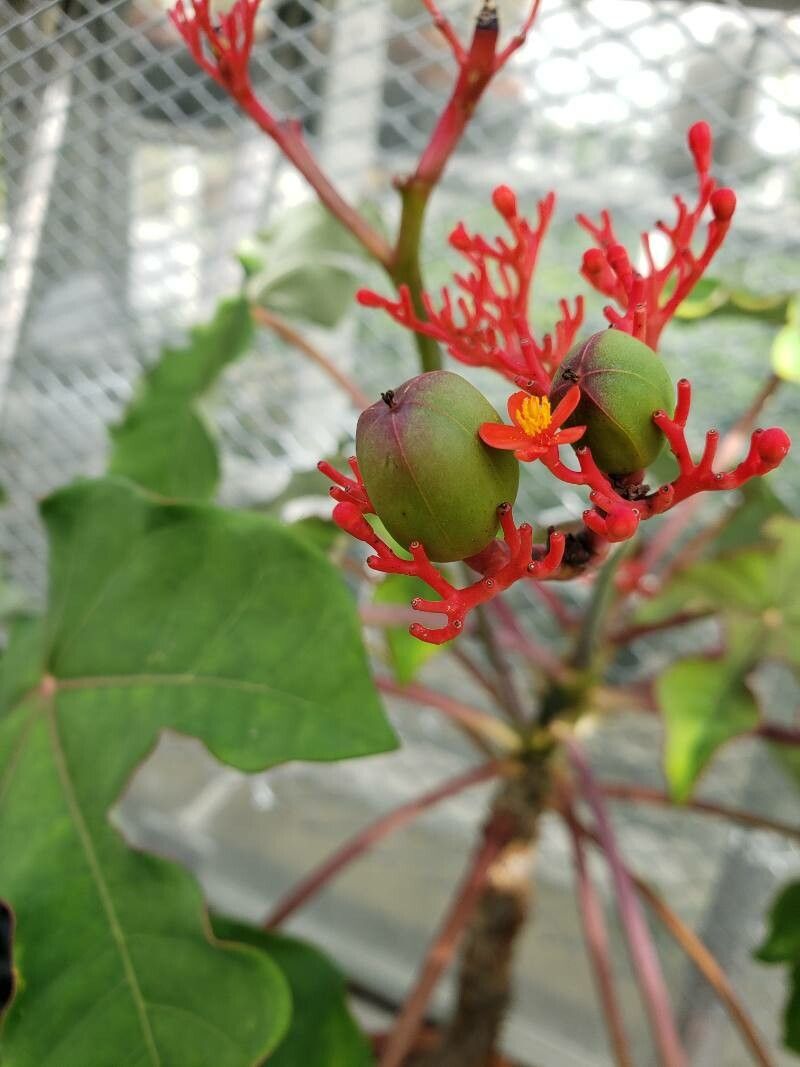 Jatropha podagrica fruit