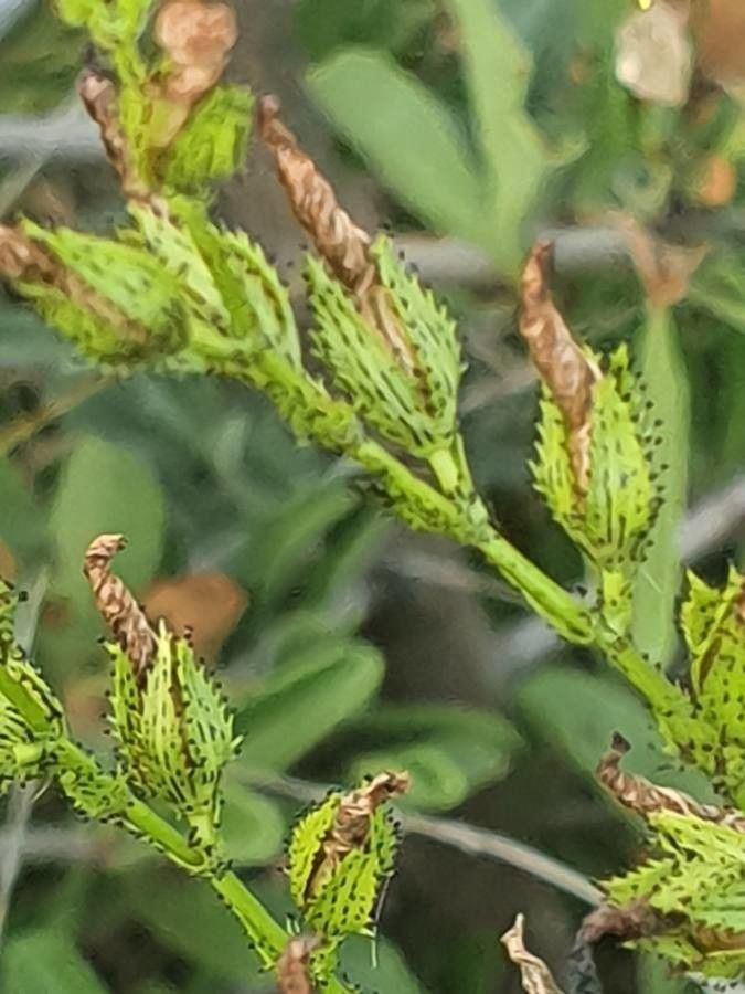 Hypericum annulatum fruit