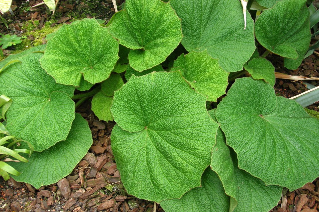 Begonia acida leaf