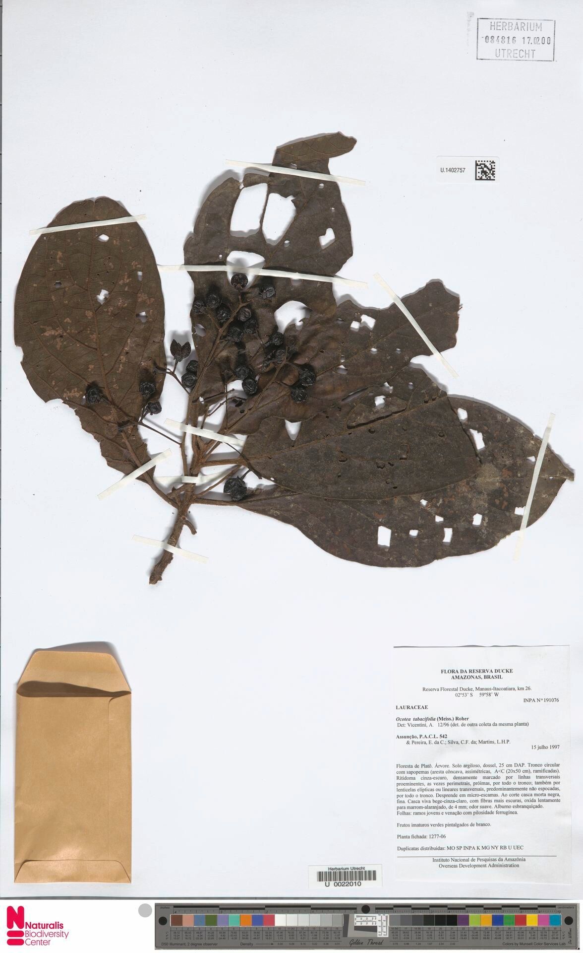 Ocotea tabacifolia fruit