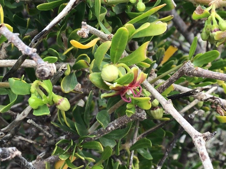 Periploca laevigata flower