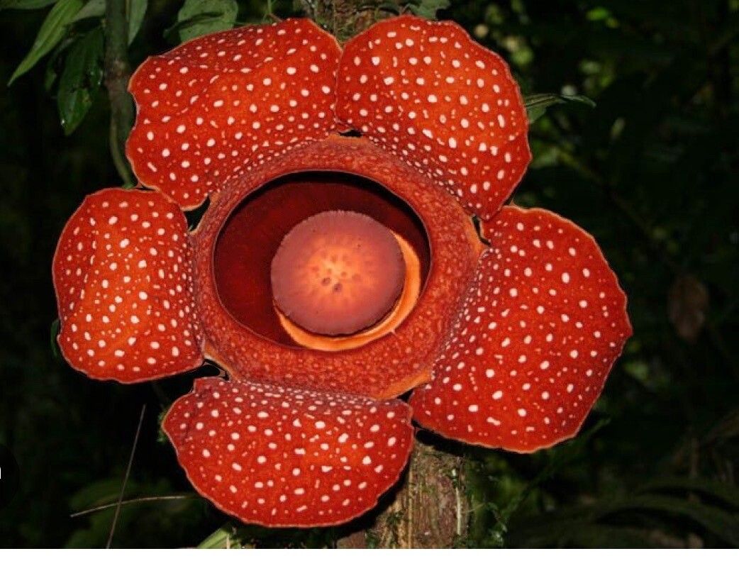 Rafflesia leonardii — houseplant care guide
