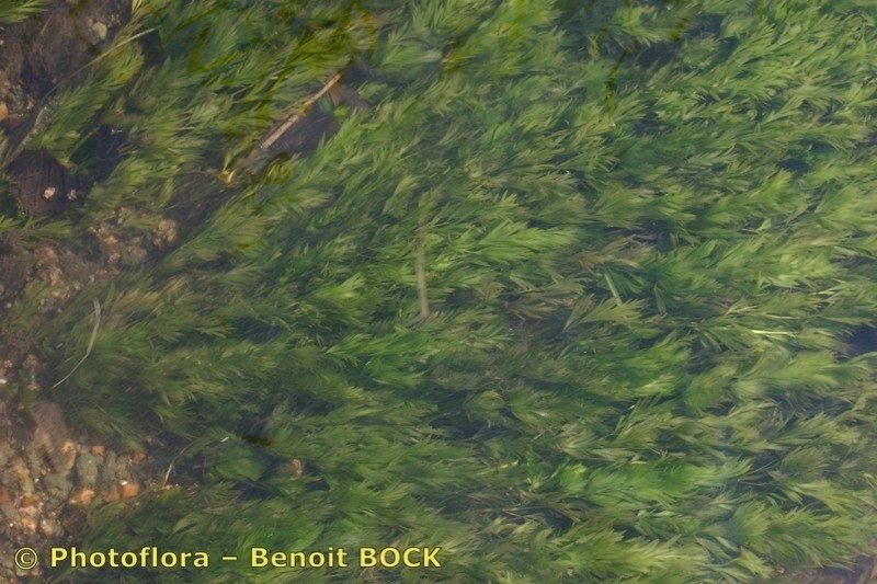 Oenanthe fluviatilis habit