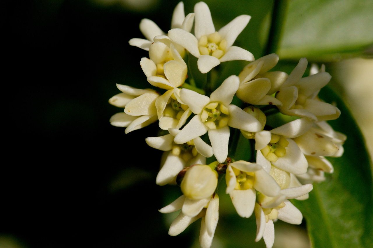 Vincetoxicum Hirundinaria flower