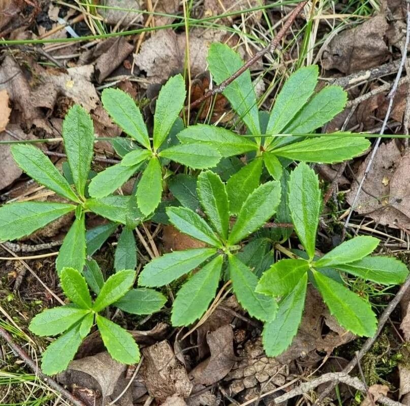 Chimaphila umbellata