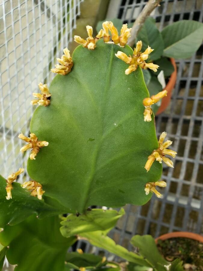 Rhipsalis pachyptera flower
