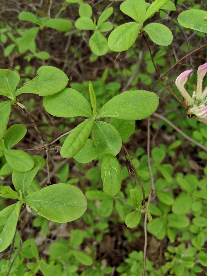 Rhododendron atlanticum leaf