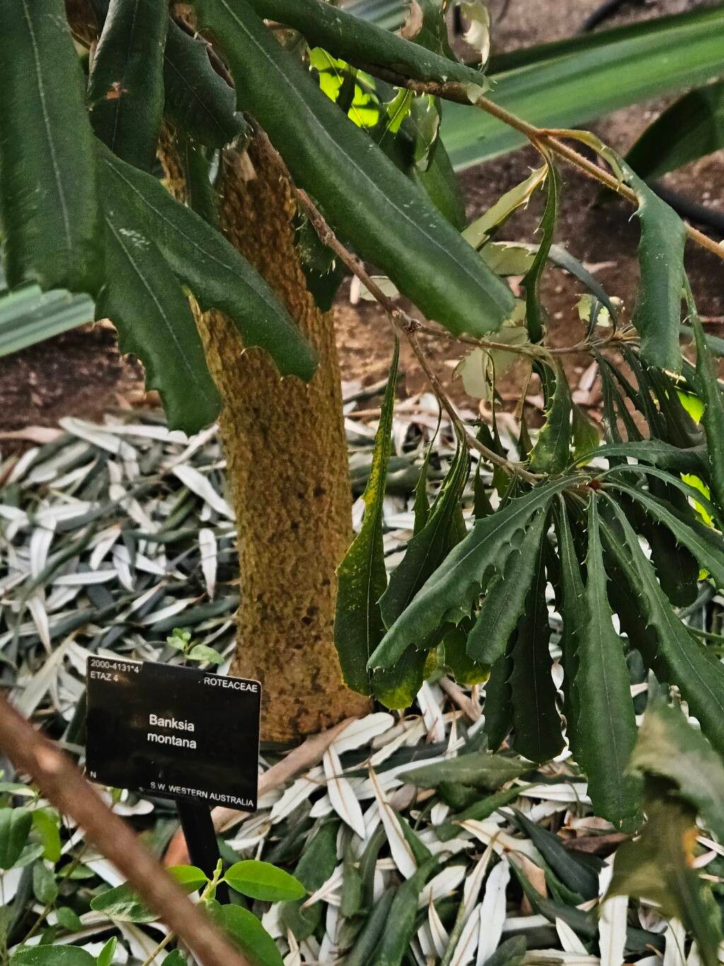 Banksia montana habit