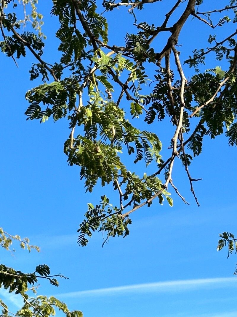 Albizia forbesii — search result for 'Albizia'