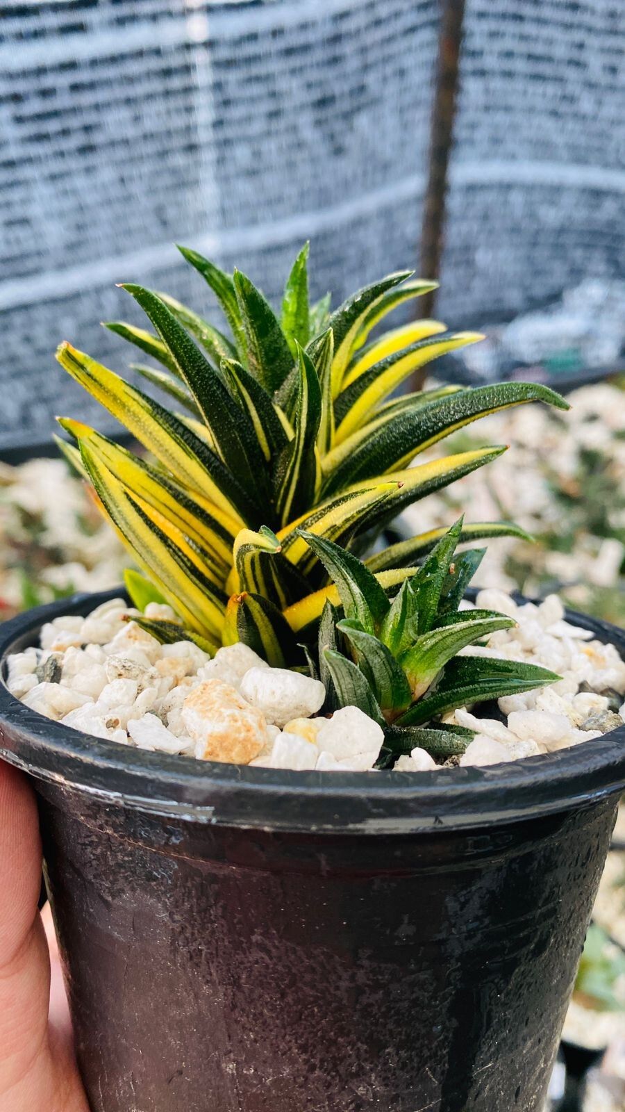 Haworthiopsis × major — search result for 'Haworthiopsis'