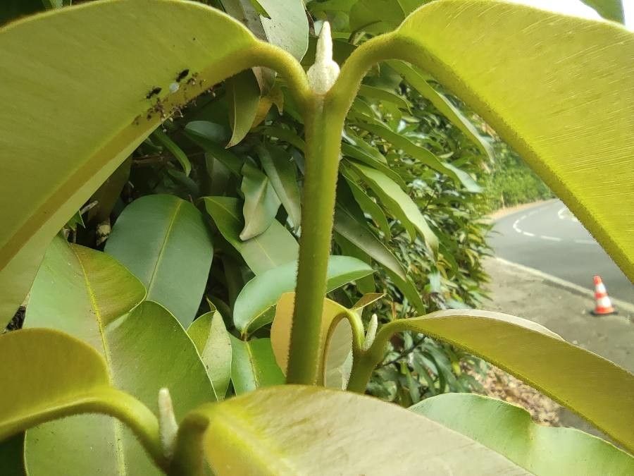 Calophyllum soulattri bark