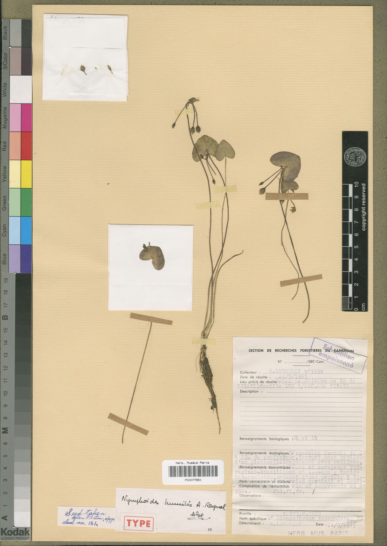 Nymphoides humilis — houseplant care guide