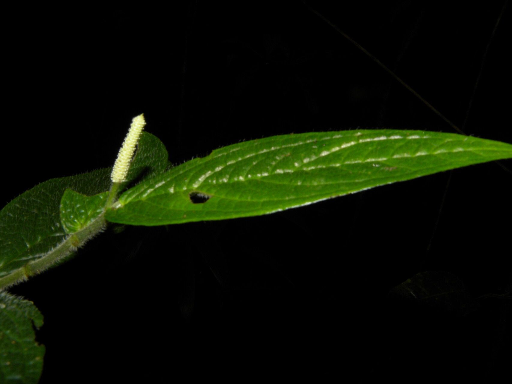 Piper tonduzii leaf