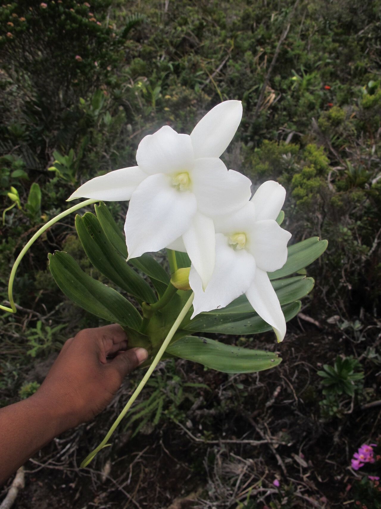 Angraecum sororium — houseplant care guide