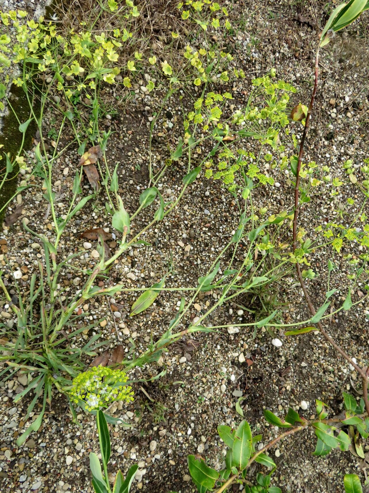 Bupleurum multinerve habit