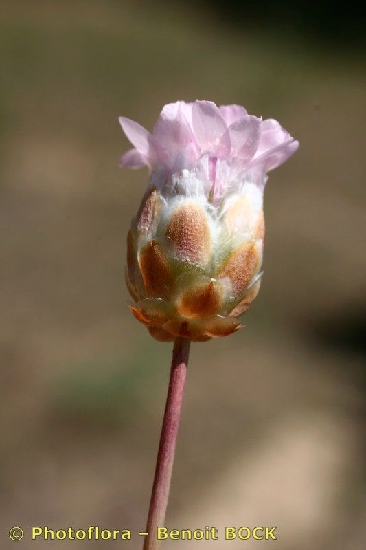 Armeria macrophylla fruit