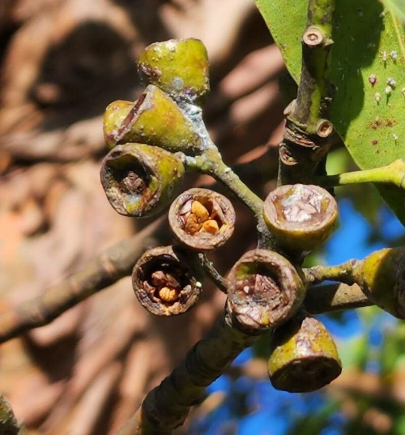 Lophostemon confertus fruit