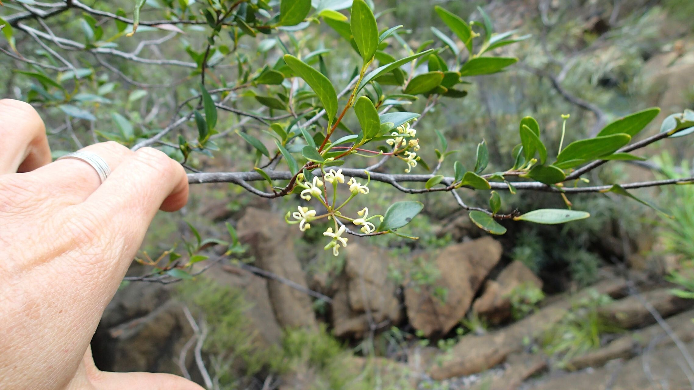 Stenocarpus umbellifer habit