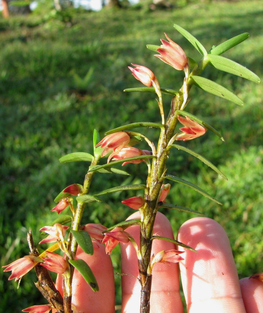 Camaridium dendrobioides other