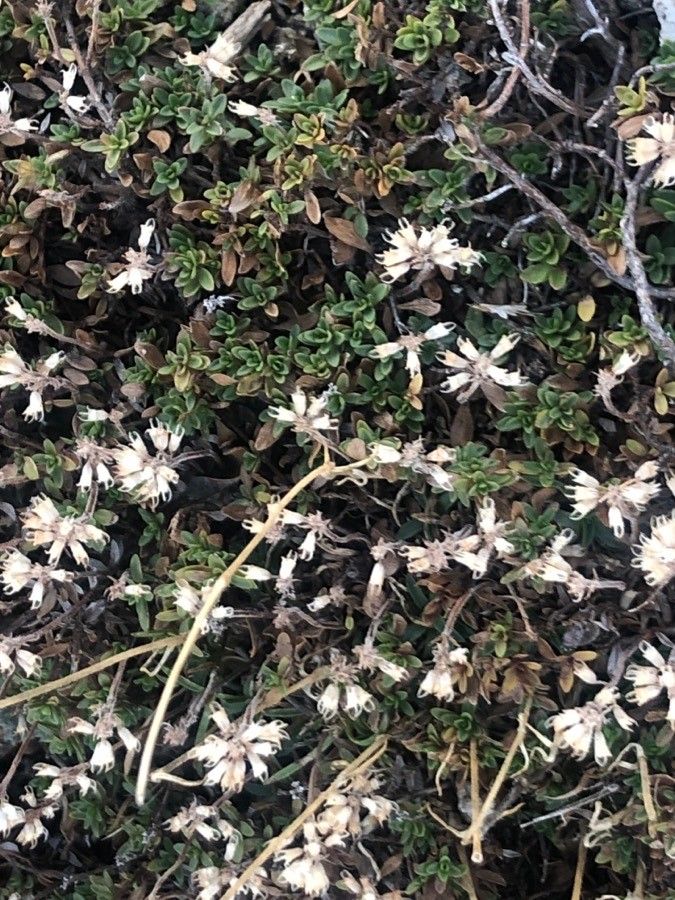 Thymus bracteatus habit