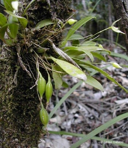 Bulbophyllum aphanopetalum fruit