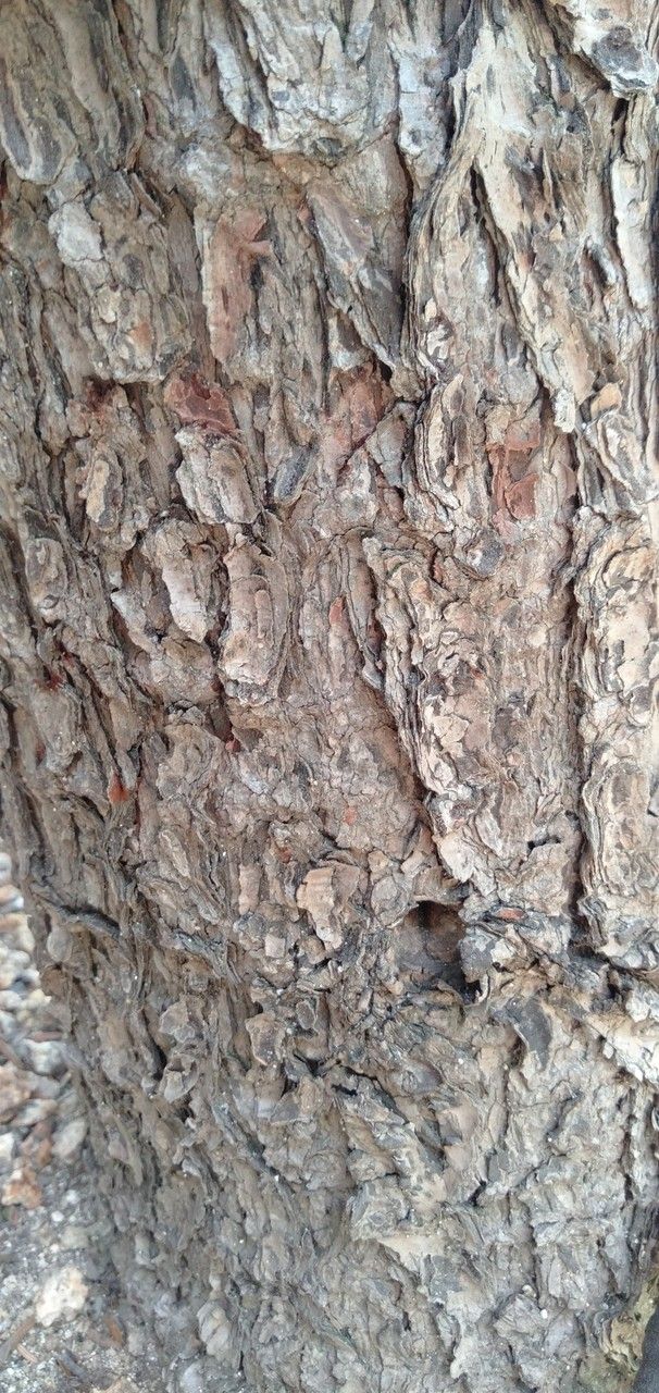 Tsuga diversifolia bark