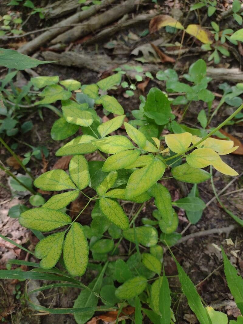 Taenidia integerrima leaf