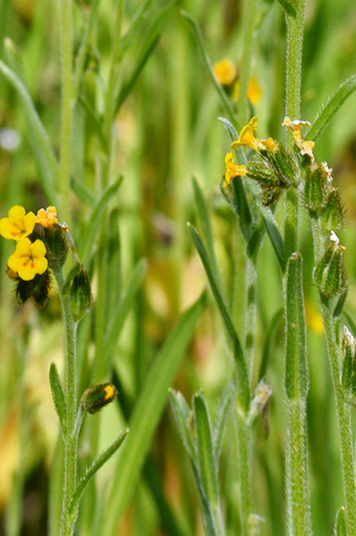 Amsinckia lycopsoides — related species from the same genus