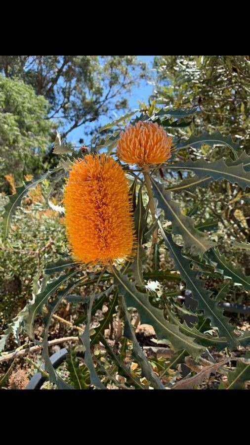 Banksia ashbyi — related species from the same genus