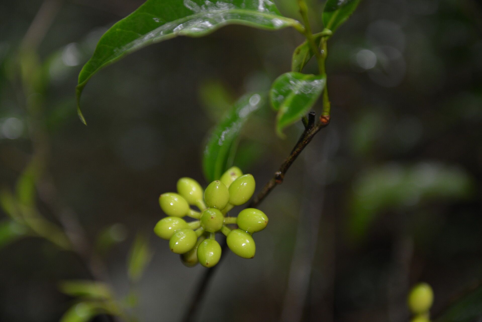Guatteria verrucosa — houseplant care guide