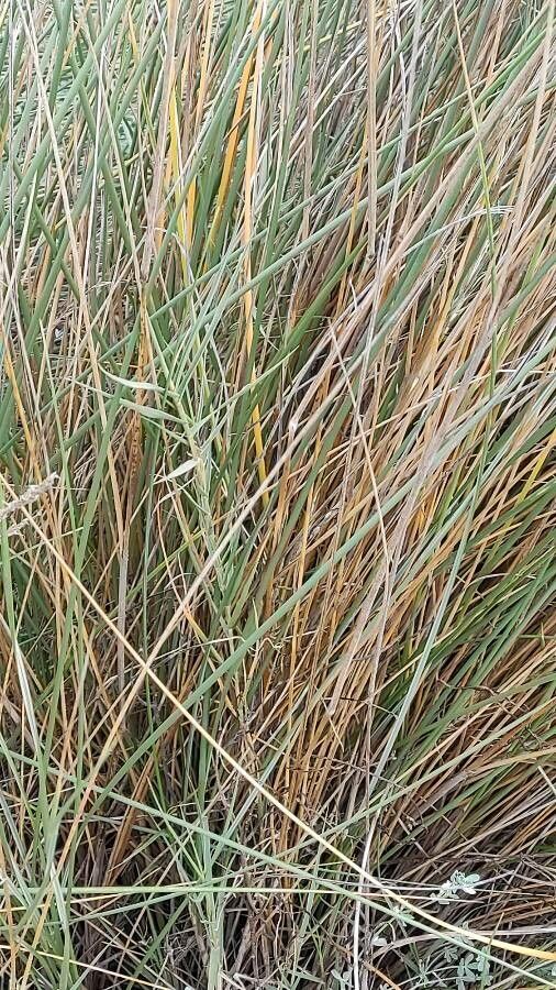 Elymus farctus — search result for 'Elymus'