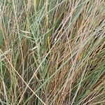 Elymus farctus