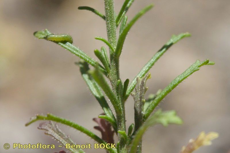 Iberis nazarita other