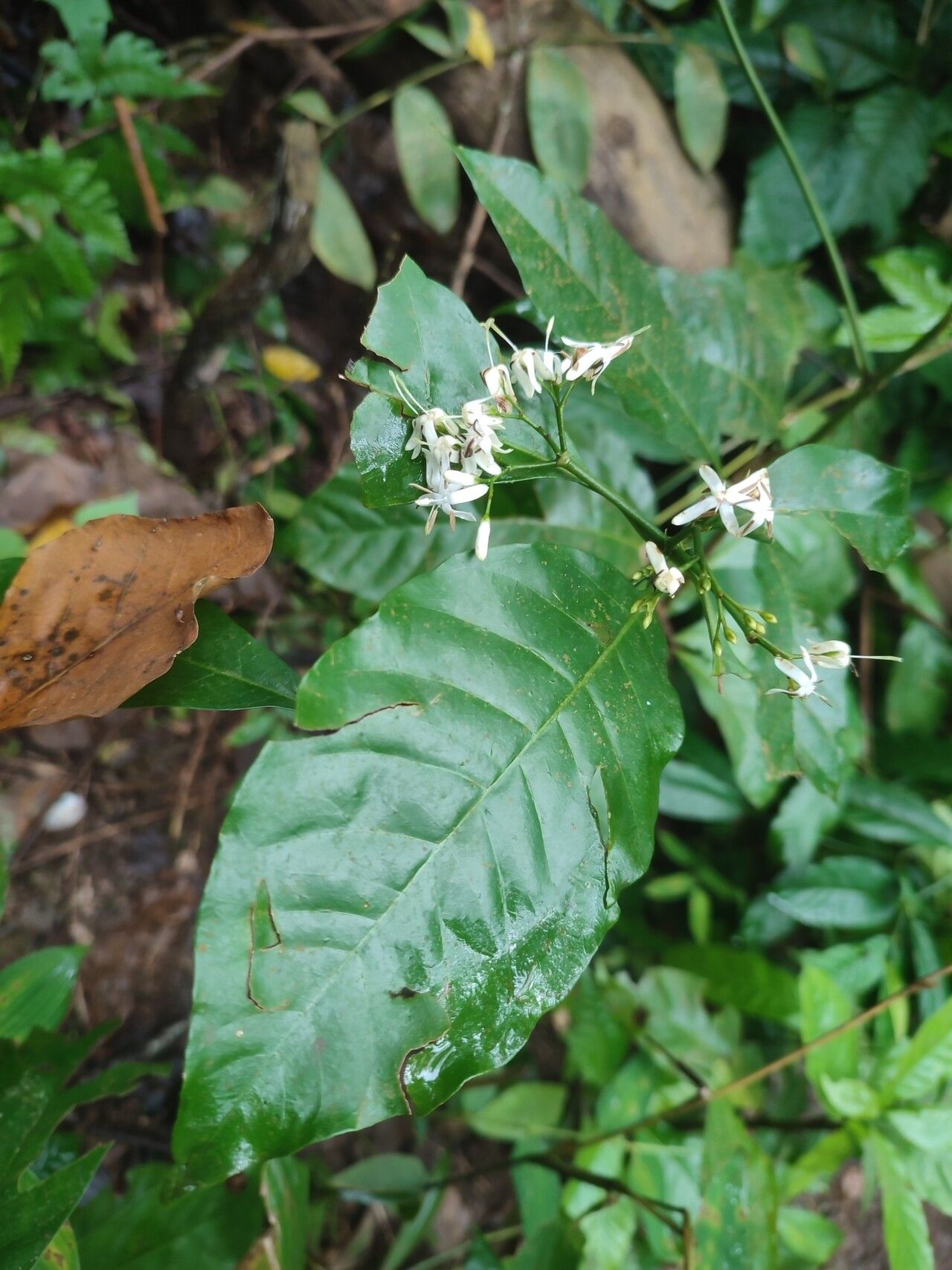 Pavetta monticola — houseplant care guide