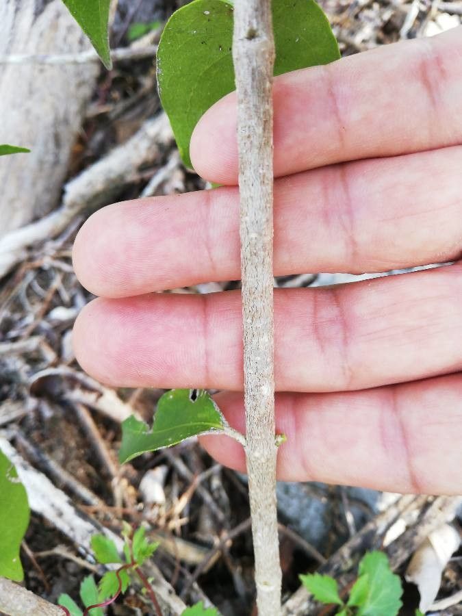 Bunchosia swartziana bark