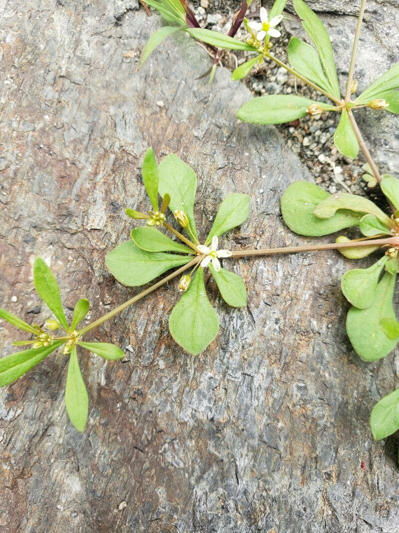 Mollugo verticillata