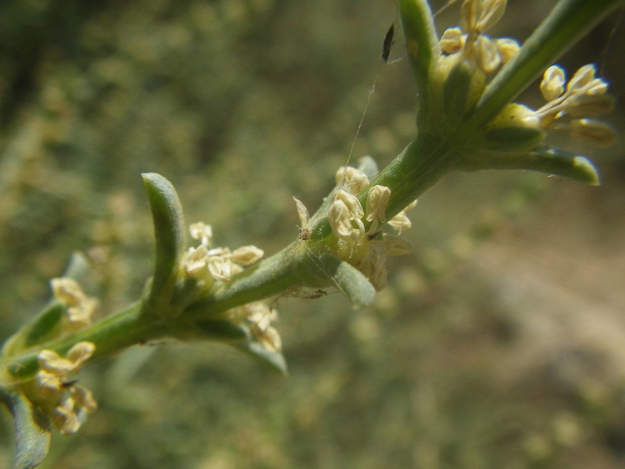 Salsola verticillata flower