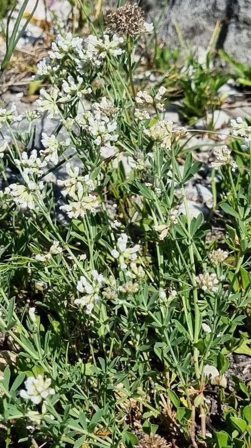 Dorycnium germanicum habit